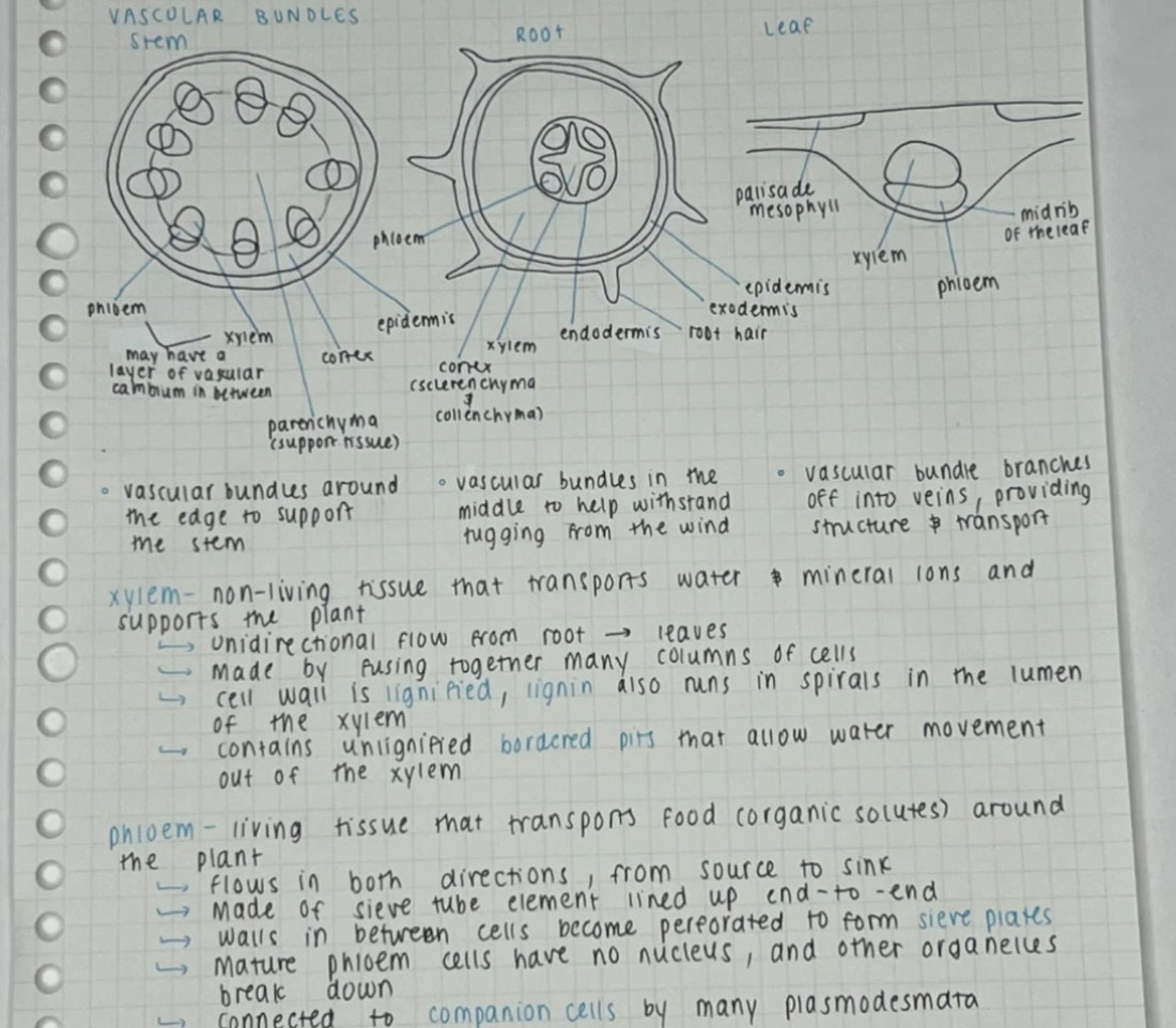 Handwritten biology notes on vascular bundles in stems, roots and leaves with hand-drawn diagrams