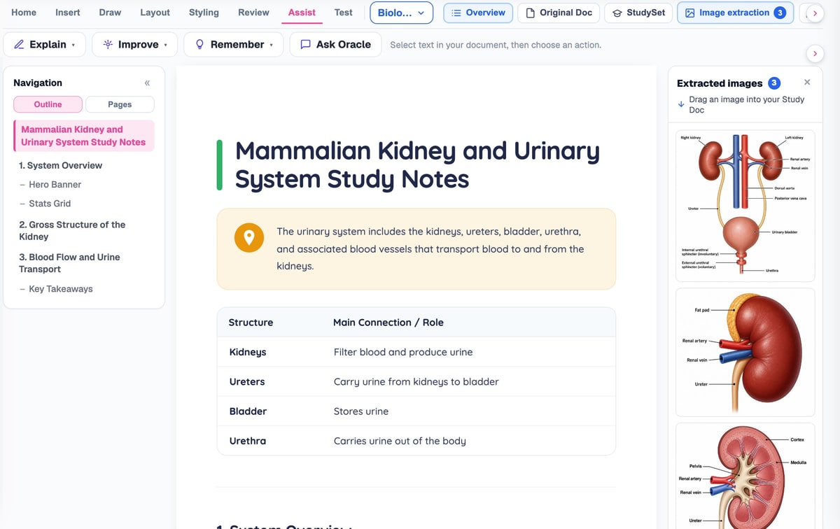 The BrightStudy Study Doc Assist menu showing Explain, Improve and Remember options